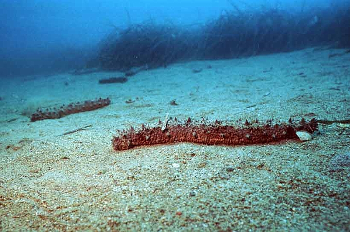 01 Olothuria forskali.jpg - Fondali sabbiosi.